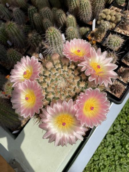 Notocactus roseoluteus